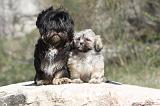 LHASSA APSO 060